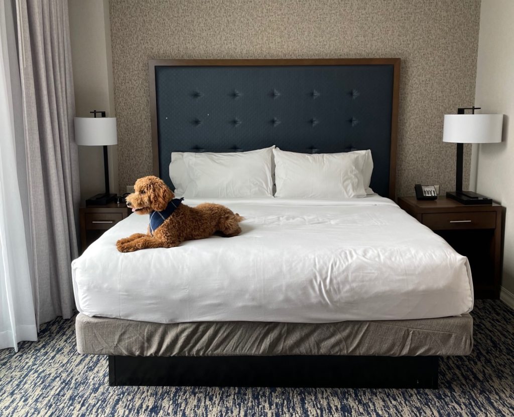 PetFriendly Hotel in Boston